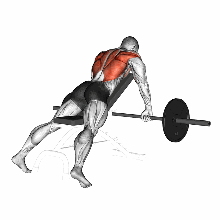 Barbell Incline Row demonstration