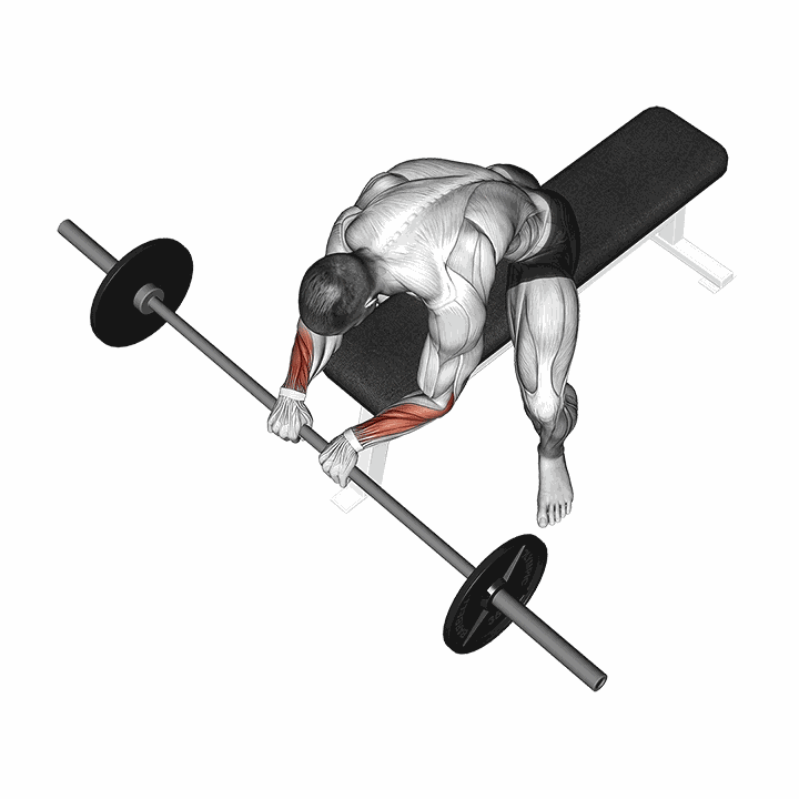 Barbell Reverse Wrist Curl demonstration