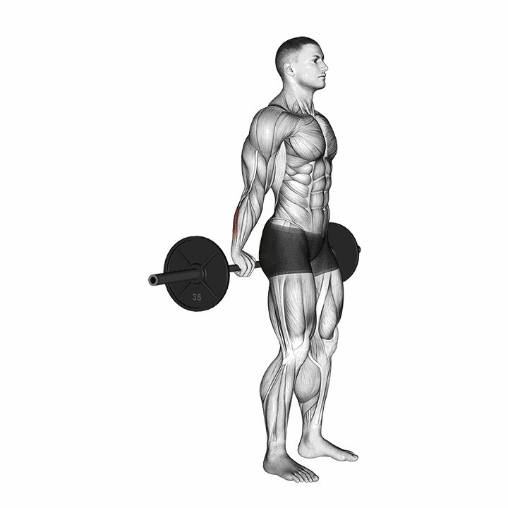 Barbell Standing Back Wrist Curl demonstration