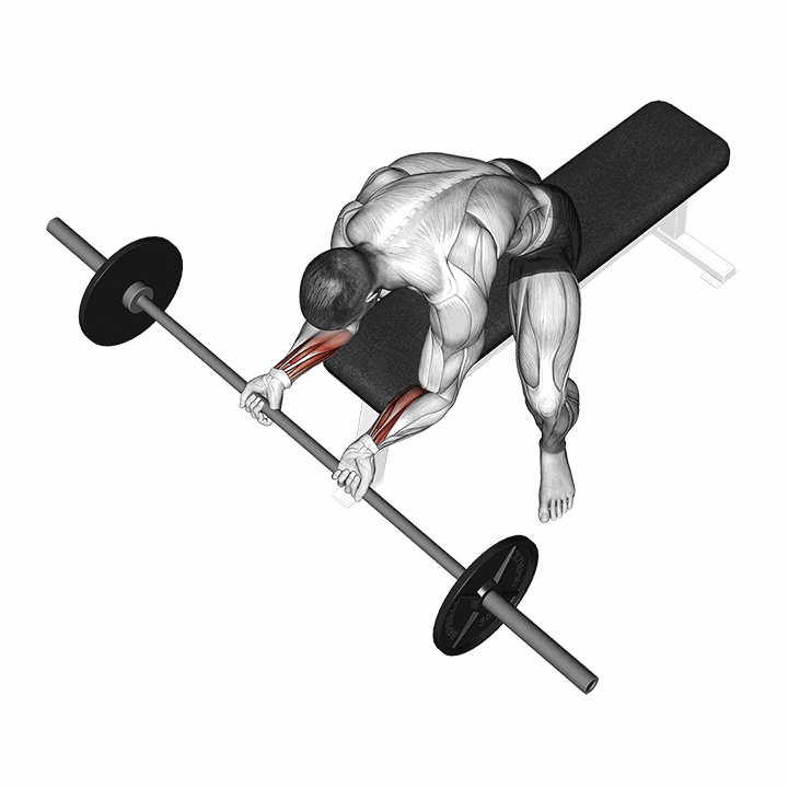Barbell Wrist Curl demonstration