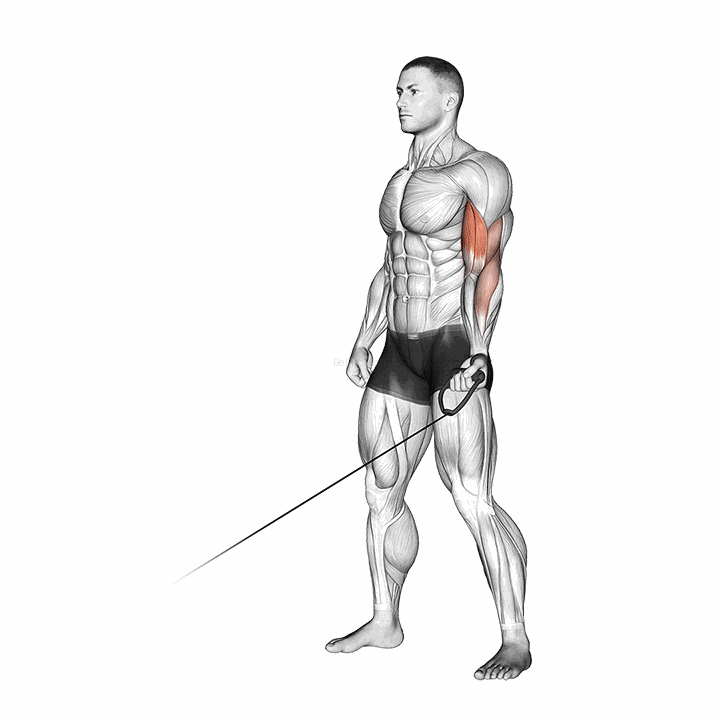 Cable One Arm Curl demonstration