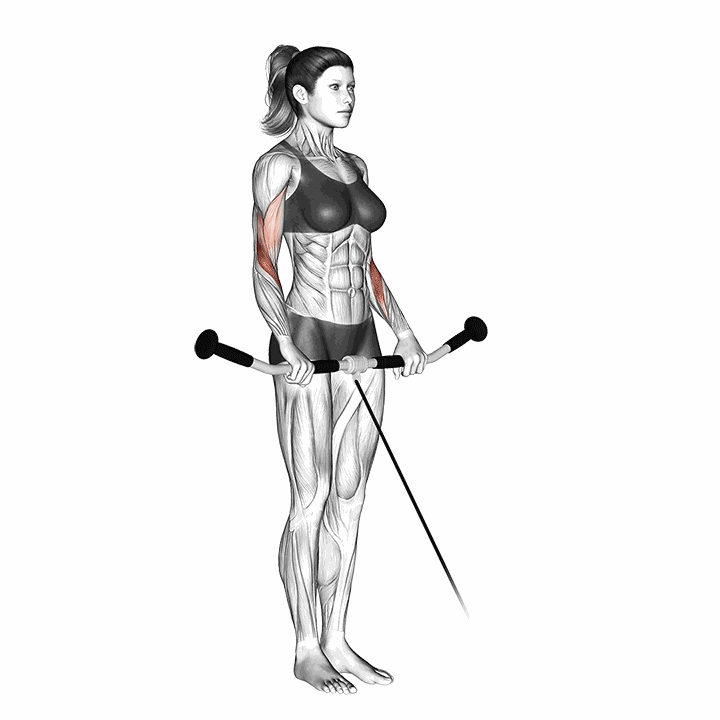 Cable Reverse Curl demonstration