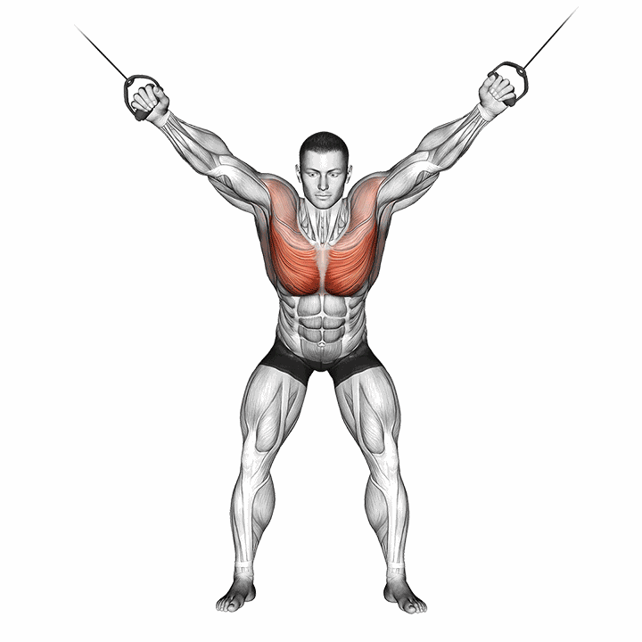 Cable Standing Fly demonstration