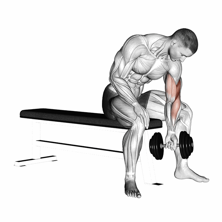 Dumbbell Concentration Curl demonstration