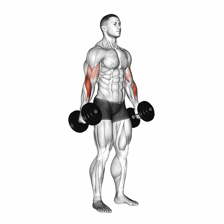 Dumbbell Hammer Curl V. 2 demonstration