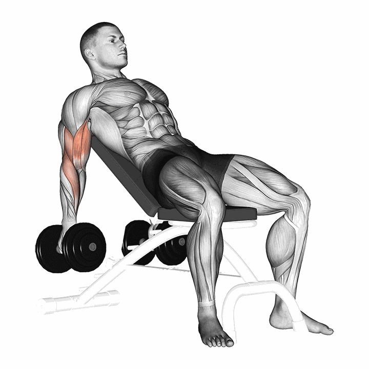 Dumbbell Incline Biceps Curl demonstration