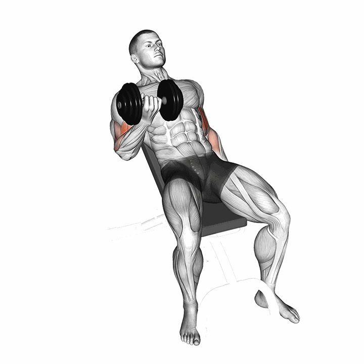 Dumbbell Incline Curl demonstration