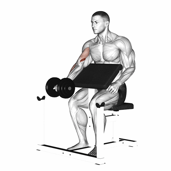 Dumbbell Preacher Curl demonstration