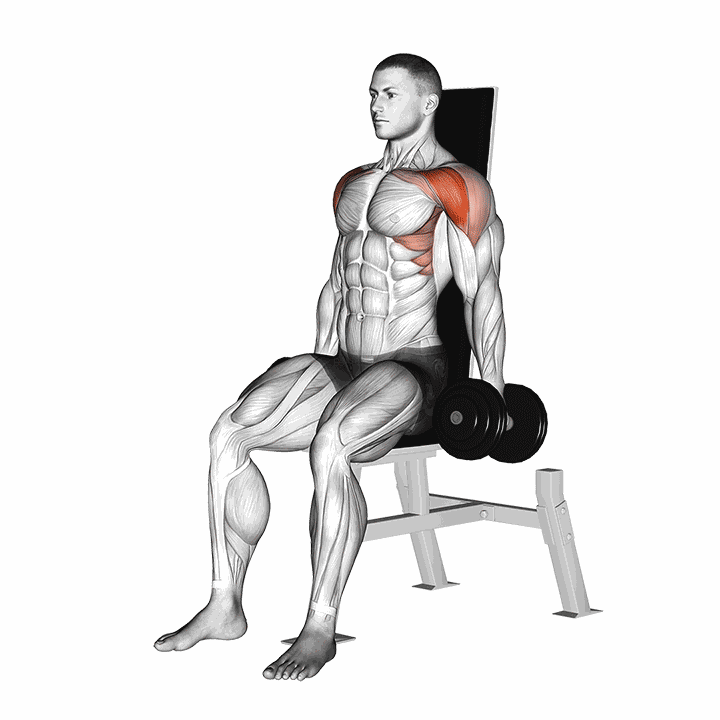 Dumbbell Seated Front Raise demonstration