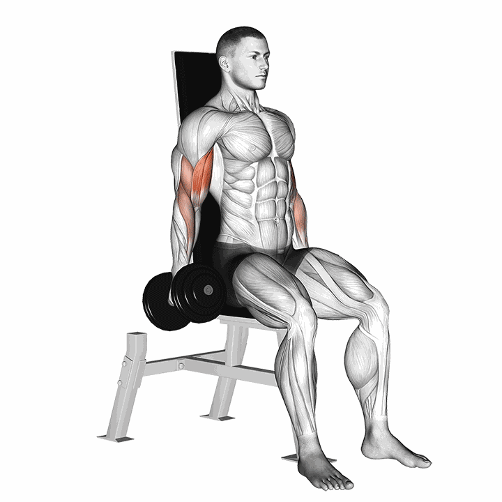 Dumbbell Seated Inner Biceps Curl demonstration