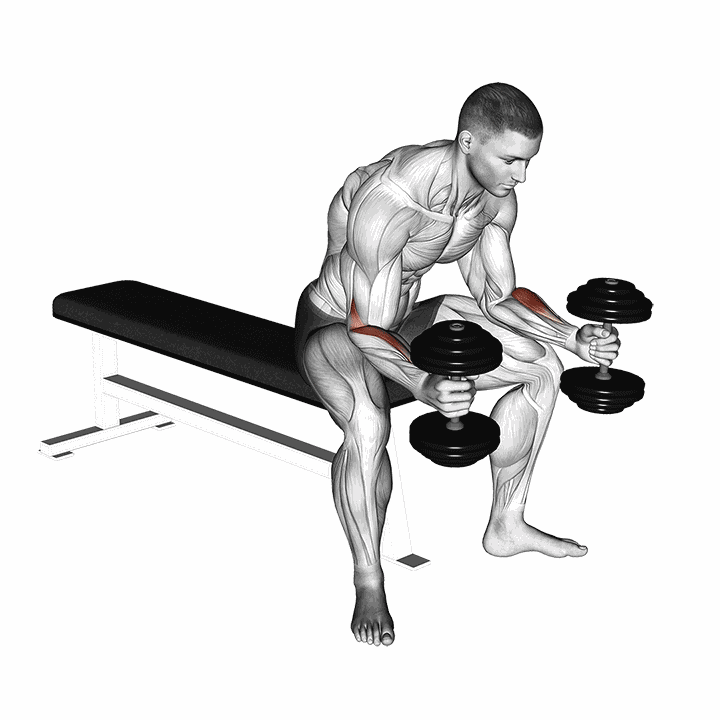 Dumbbell Seated Neutral Wrist Curl demonstration