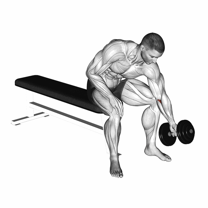 Dumbbell Seated One Arm Rotate demonstration