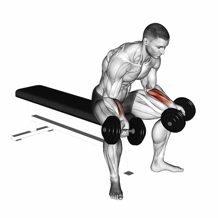 Dumbbell Seated Palms Up Wrist Curl demonstration