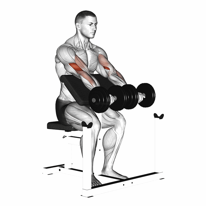 Dumbbell Seated Preacher Curl demonstration
