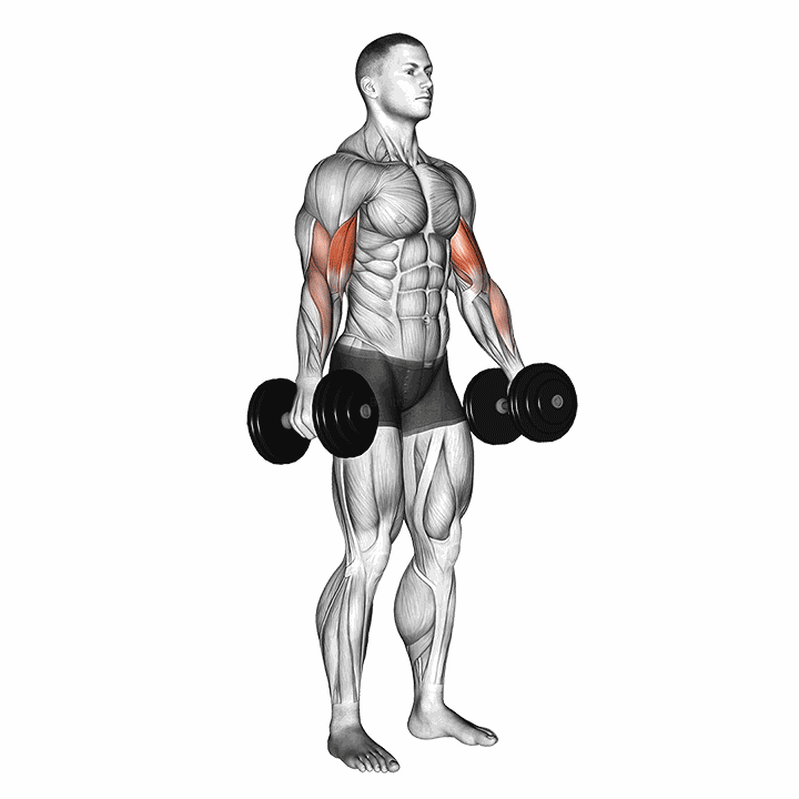 Dumbbell Standing Biceps Curl demonstration