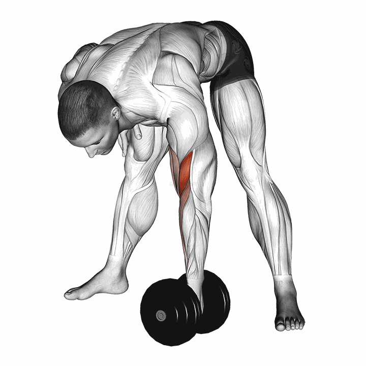 Dumbbell Standing Concentration Curl demonstration
