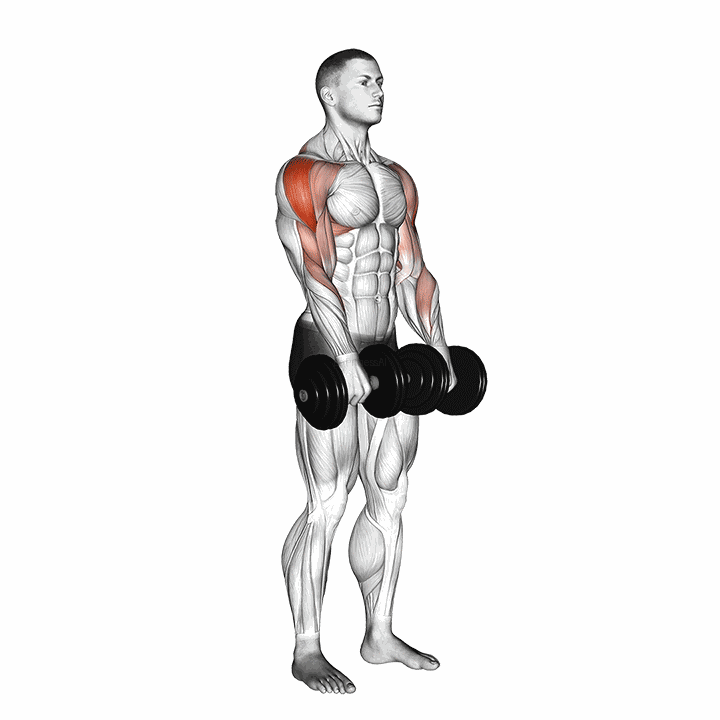 Dumbbell Upright Row demonstration