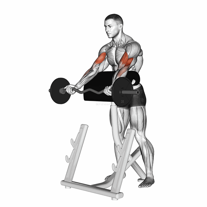 Ez Barbell Spider Curl demonstration