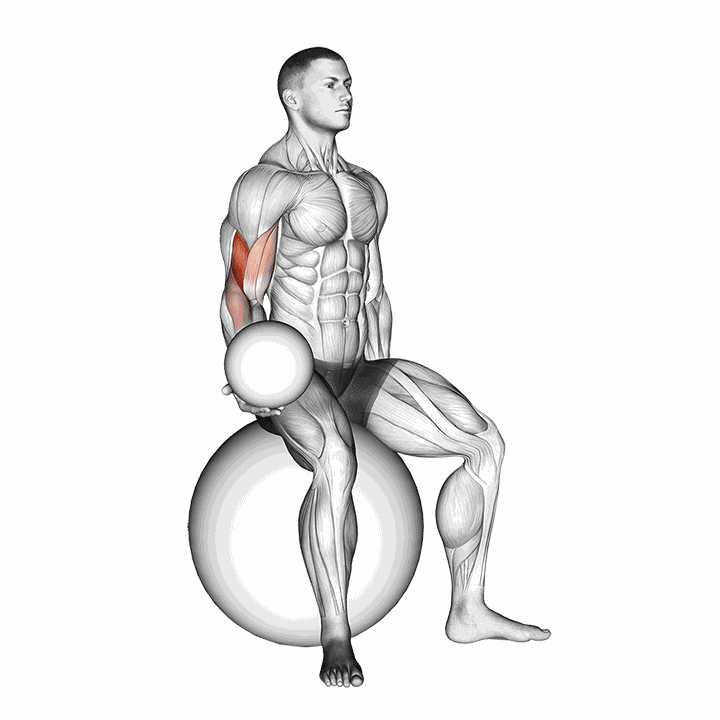 Weighted Seated Bicep Curl (on Stability Ball) demonstration