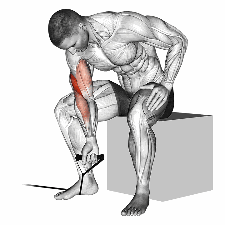Band Concentration Curl demonstration