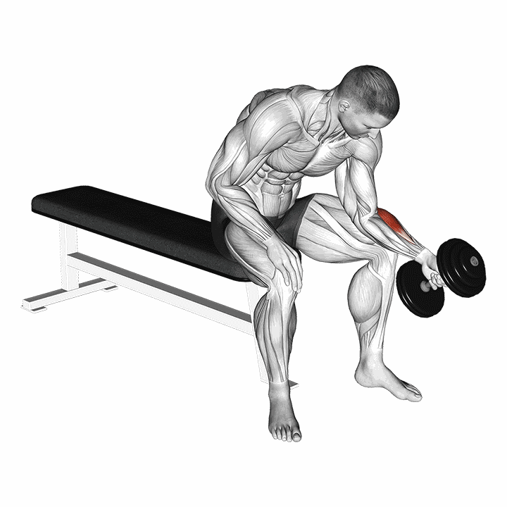 Dumbbell One Arm Seated Neutral Wrist Curl demonstration
