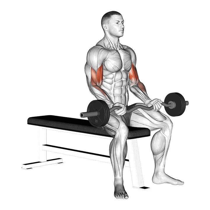 Ez Barbell Seated Curls demonstration