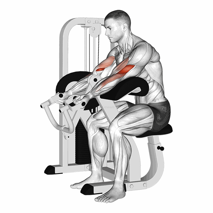 Lever Preacher Curl V. 2 demonstration