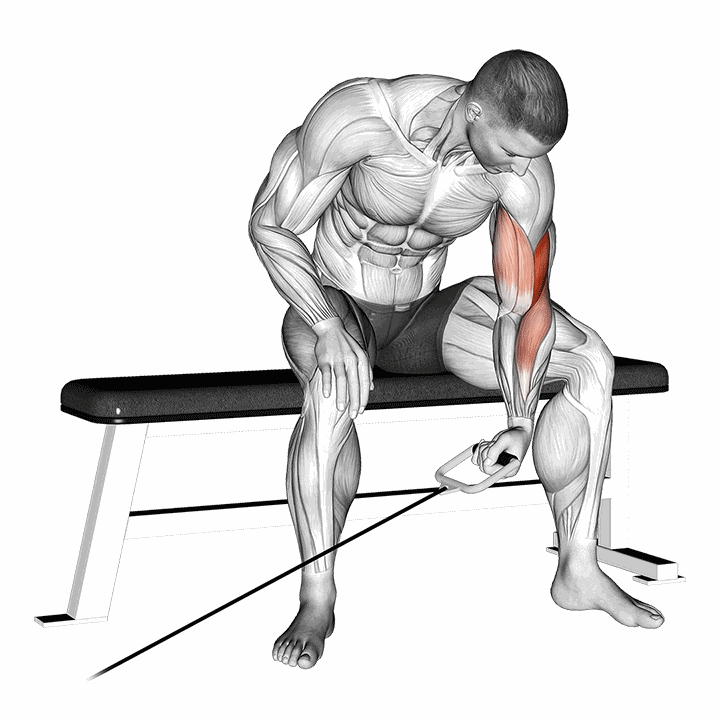 Cable Seated One Arm Concentration Curl demonstration