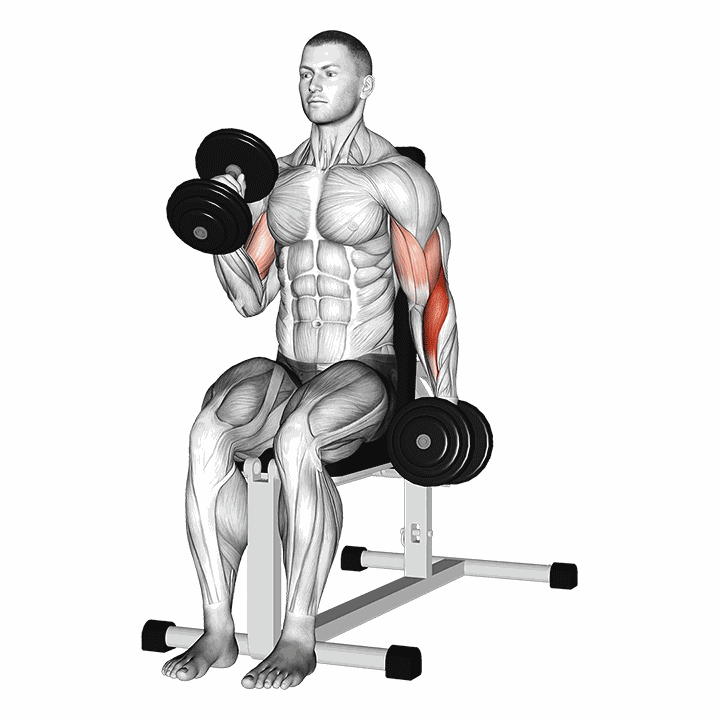Dumbbell Alternate Seated Hammer Curl demonstration