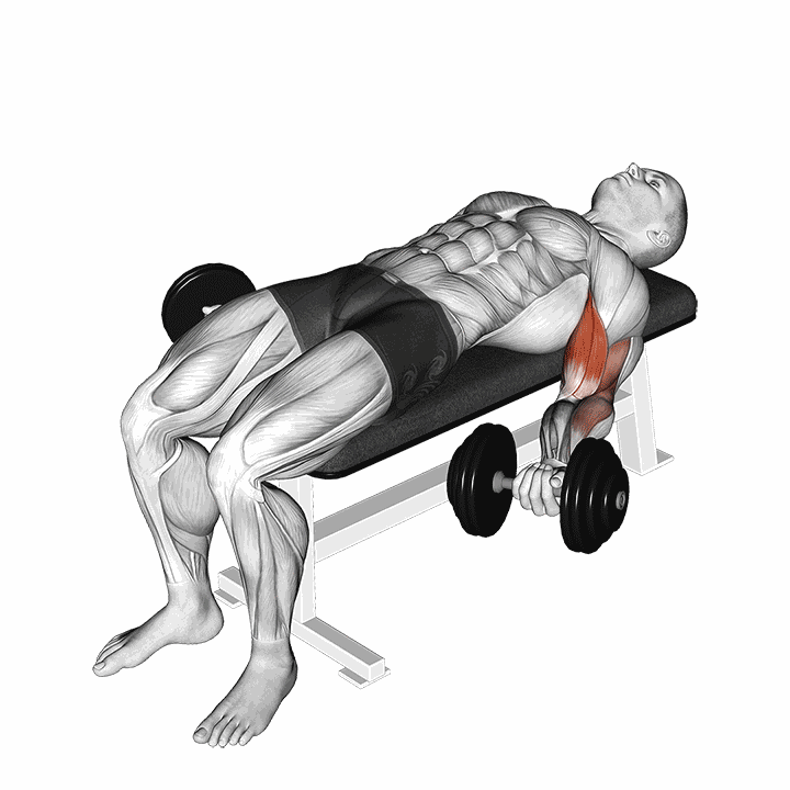 Dumbbell Lying Supine Biceps Curl demonstration