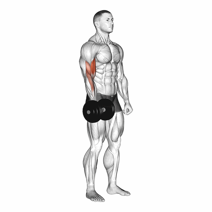 Dumbbell One Arm Standing Curl demonstration