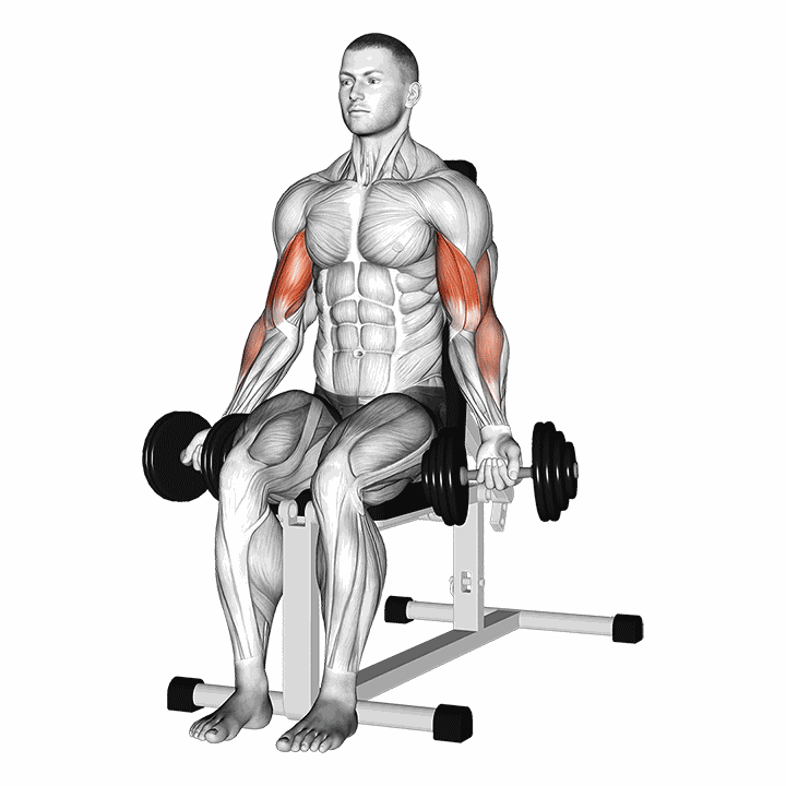 Dumbbell Seated Bicep Curl demonstration