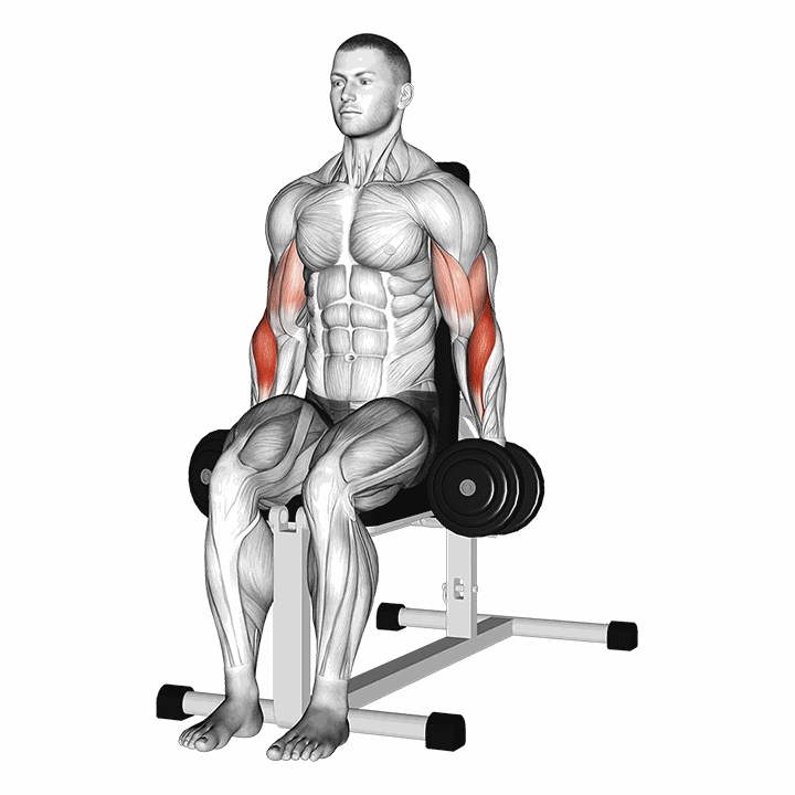 Dumbbell Seated Hammer Curl demonstration