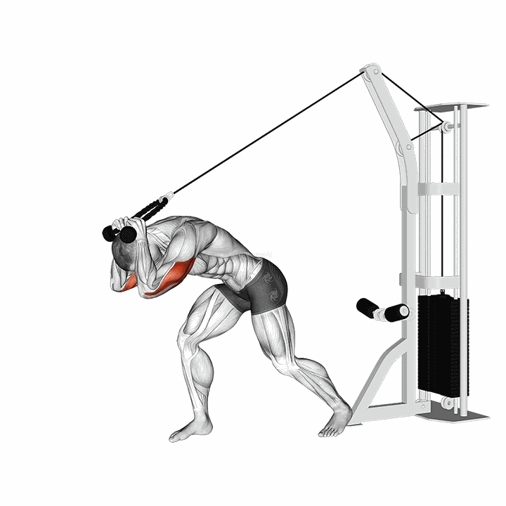 Cable Rope High Pulley Overhead Tricep Extension demonstration