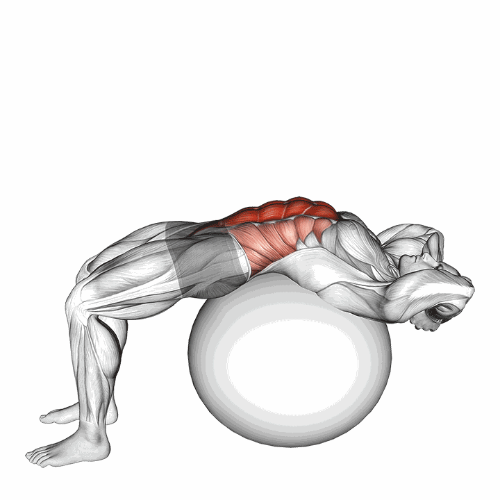 Stability Ball Crunch (full Range Hands Behind Head) demonstration