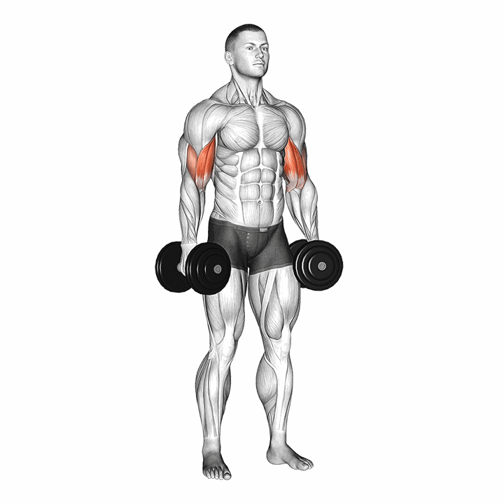 Dumbbell Standing Inner Biceps Curl V. 2 demonstration