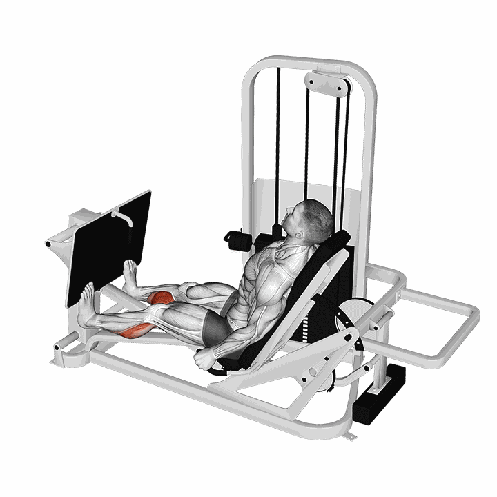 Lever Seated Calf Press demonstration