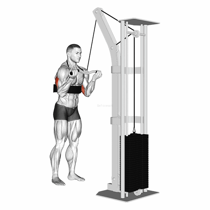 Cable Reverse Grip Triceps Pushdown (sz-bar) (with Arm Blaster) demonstration