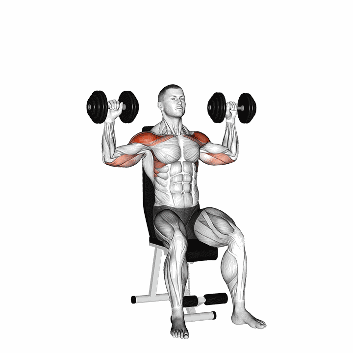 Dumbbell Seated Alternate Shoulder demonstration